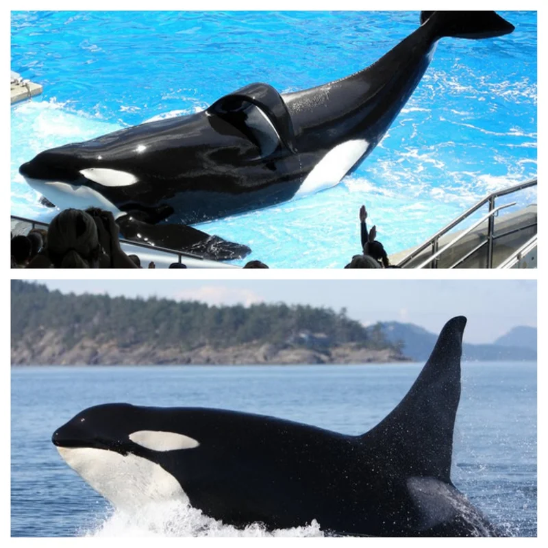 Orcas: what's actually happening with killer whales and the whole 'captivity' mess.